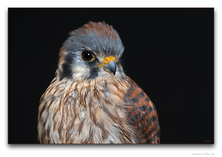 American Kestrel - click to enlarge image