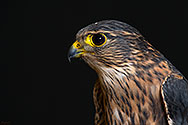 Merlin Falcon - click to enlarge