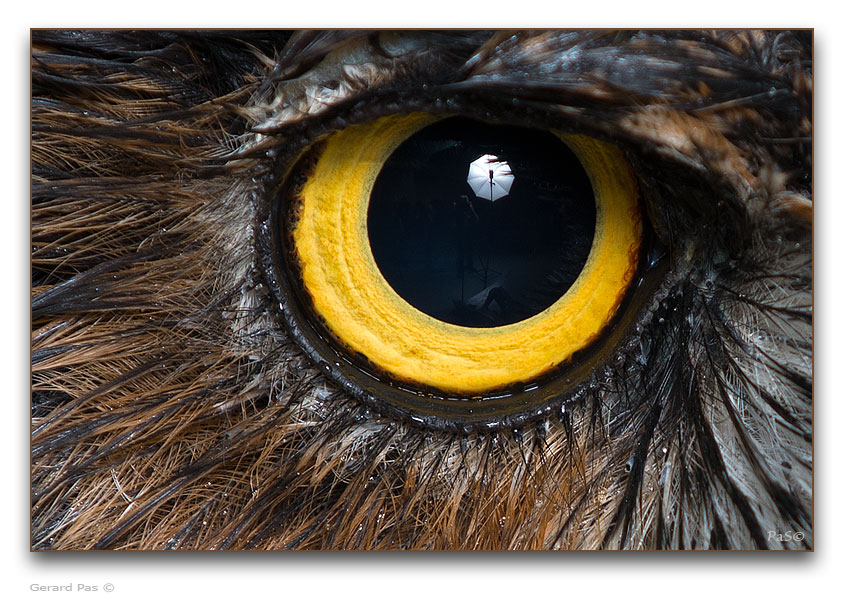 Great Horned Owl - click to enlarge image