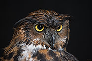 Great Horned Owl - click to enlarge