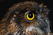 Great Horned Owl - click to enlarge