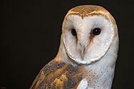 Barn Owl - click to enlarge