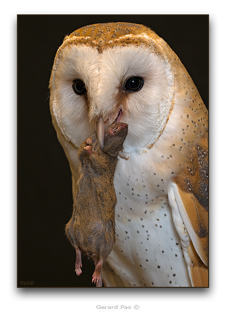 Barn Owl - click to enlarge image