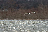 Tundra Swan in flight - click to enlarge