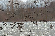 Canada Geese and Tundra Swan in flight - click to enlarge
