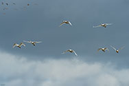 Tundra Swan in flight - click to enlarge