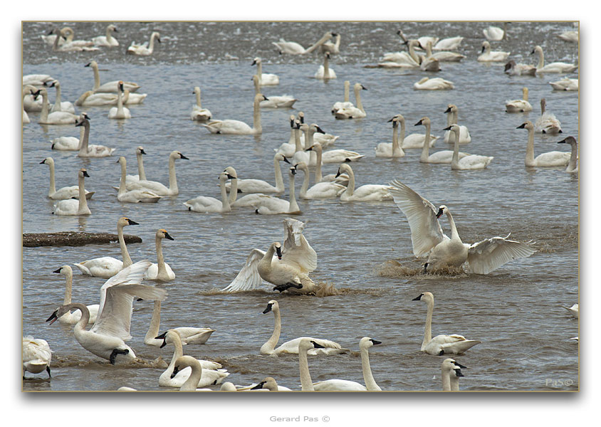 Tundra Swans - click to enlarge image