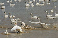 Tundra Swan - click to enlarge