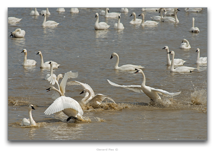 Tundra Swans - click to enlarge image