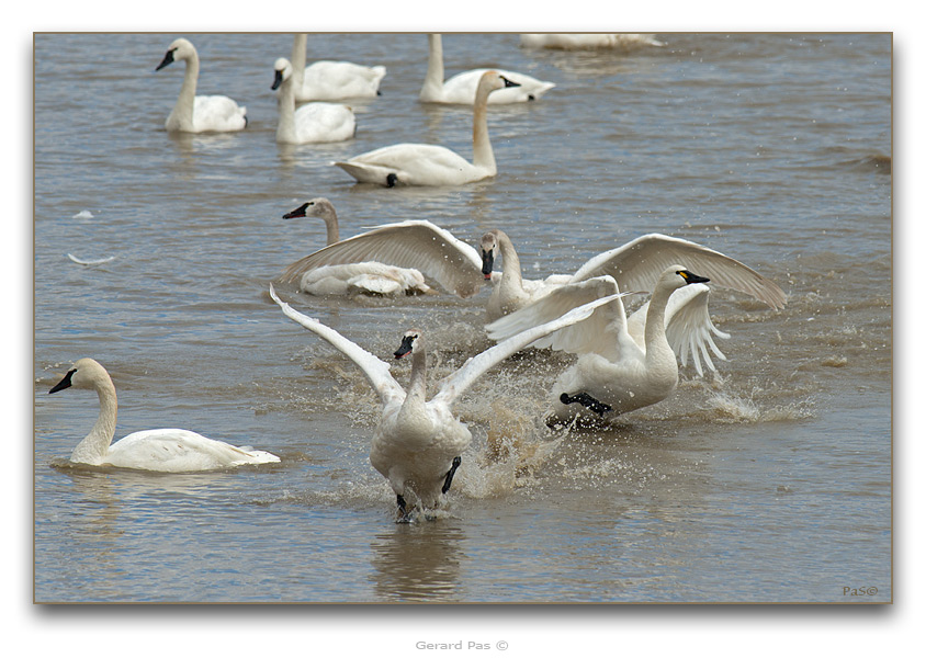 Tundra Swans - click to enlarge image