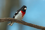 Rose-breasted Grosbeak - click to enlarge