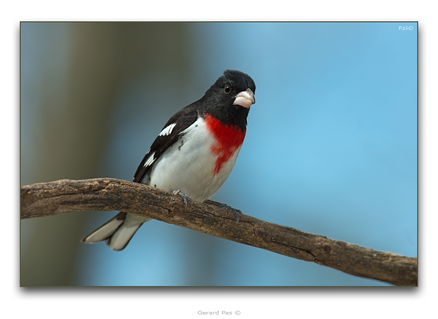 Rose-breasted Grosbeak - click to enlarge image