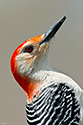 Red-bellied Woodpecker - click to enlarge
