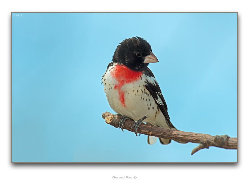 Rose-breasted Grosbeak - click to enlarge image