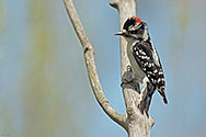 Downy Woodpecker - click to enlarge