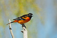 Baltimore Oriole male - click to enlarge