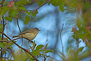 Warbling Vireo - click to advance