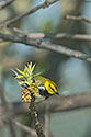 Black-throated Green Warbler - click to enlarge