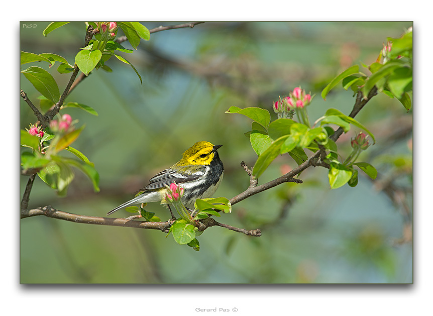 Black-throated Green Warbler - click to enlarge image