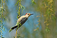 Red-bellied Woodpecker - click to enlarge