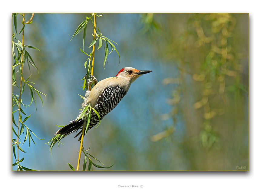 Red-bellied Woodpecker - click to enlarge image