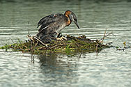 Red-necked Grebe  - click to enlarge