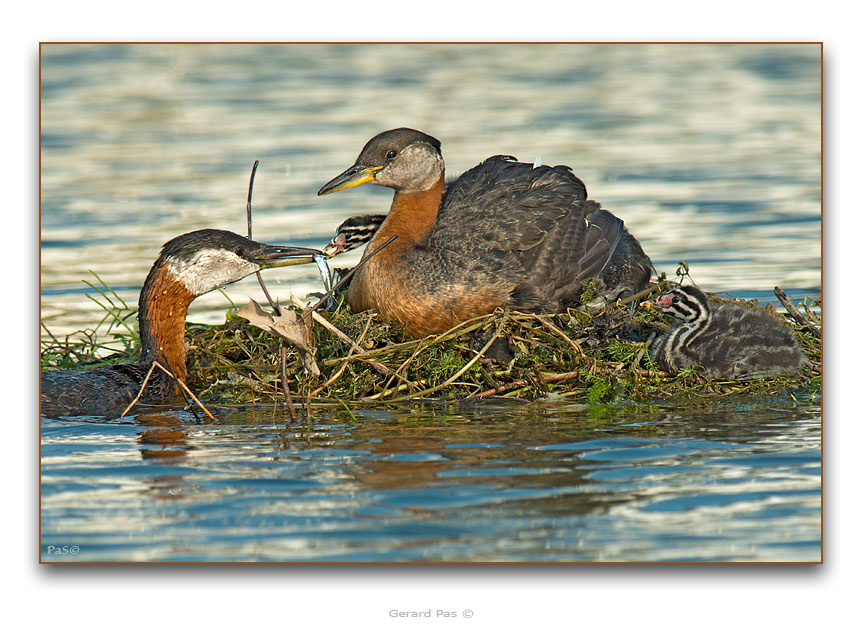 Red-necked Grebe - click to enlarge image