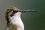 Ruby-throated Hummingbird - click to enlarge