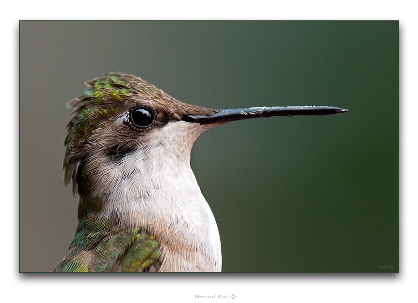 Ruby-throated Hummingbird - click to enlarge image