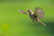 House Finch - click to enlarge