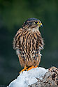 Merlin Falcon - click to enlarge