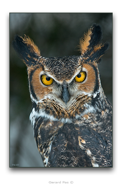 Great Horned Owl - click to enlarge image