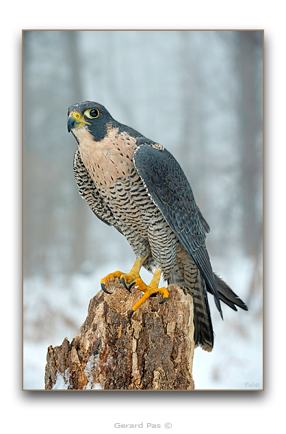 Peregrine Falcon - click to enlarge image