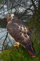 Red-tailed Hawk - click to enlarge