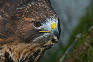 Red-tailed Hawk - click to enlarge