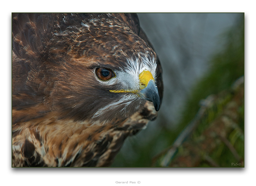 Red-tailed Hawk - click to enlarge image