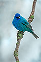 Indigo Bunting - click to enlarge