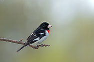 Rose-breasted Grosbeak - click to enlarge