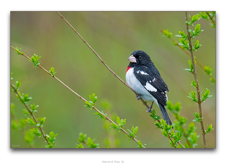 Rose-breasted Grosbeak - click to enlarge image