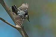 White-breasted Nuthatch - click to enlarge