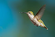 Ruby-throated Hummingbird - click to enlarge