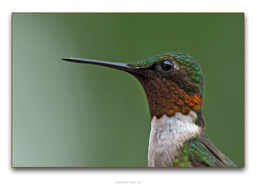 Ruby-throated Hummingbird - click to enlarge image