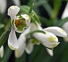 Snow Drops - click to enlarge