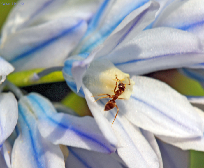 Stripped Squill DSC_1968.JPG - click to enlarge image