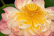 Lotus Flower Lily - click to enlarge