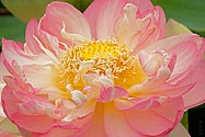 Lotus Flower Lily - click to enlarge