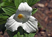 White Trillium - click to enlarge