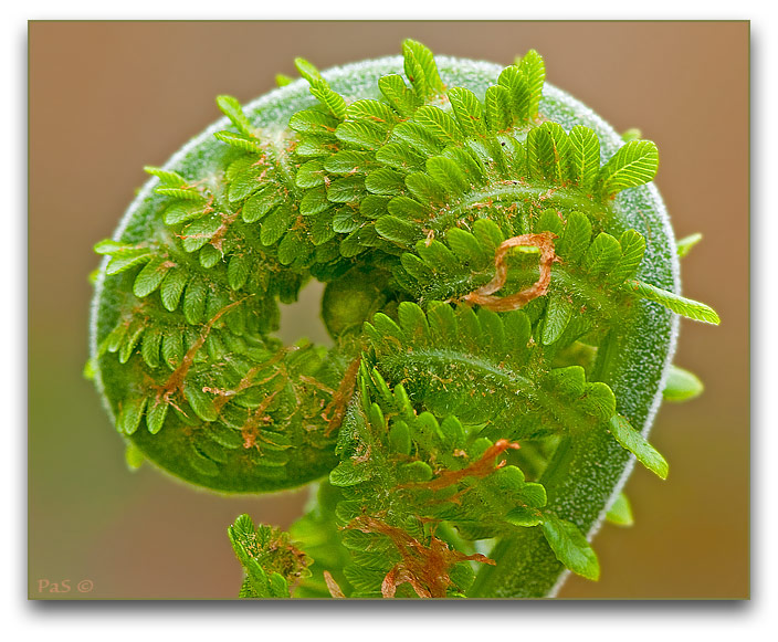 Fern Fron Spiral DSC_2581.JPG - click to enlarge image