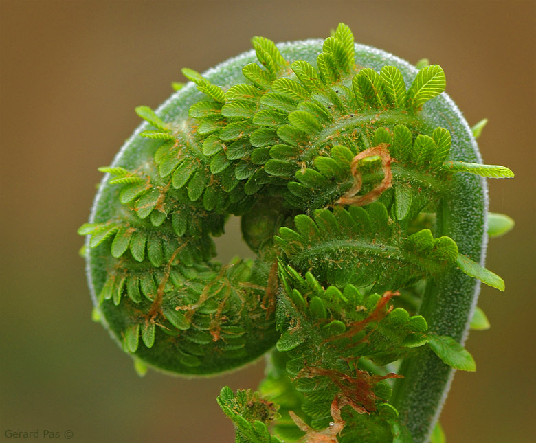 Fern Fron Spiral DSC_2581.JPG - click to enlarge image