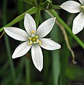 Star-of-Bethlehem - click to enlarge